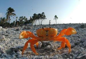 another kung-fu style crab. Clipperton atoll by Mathieu Foulquié 